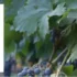 Wine Shipped for Only $1 (Limited Time Special!)
