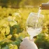 Vinesse Wine of the Month Club — We Reviewed All